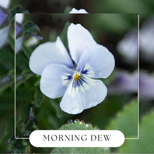 Morning Dew Hanging Reed Diffuser